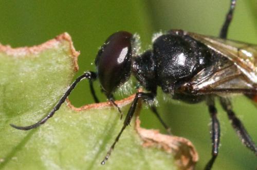 Astata sp.